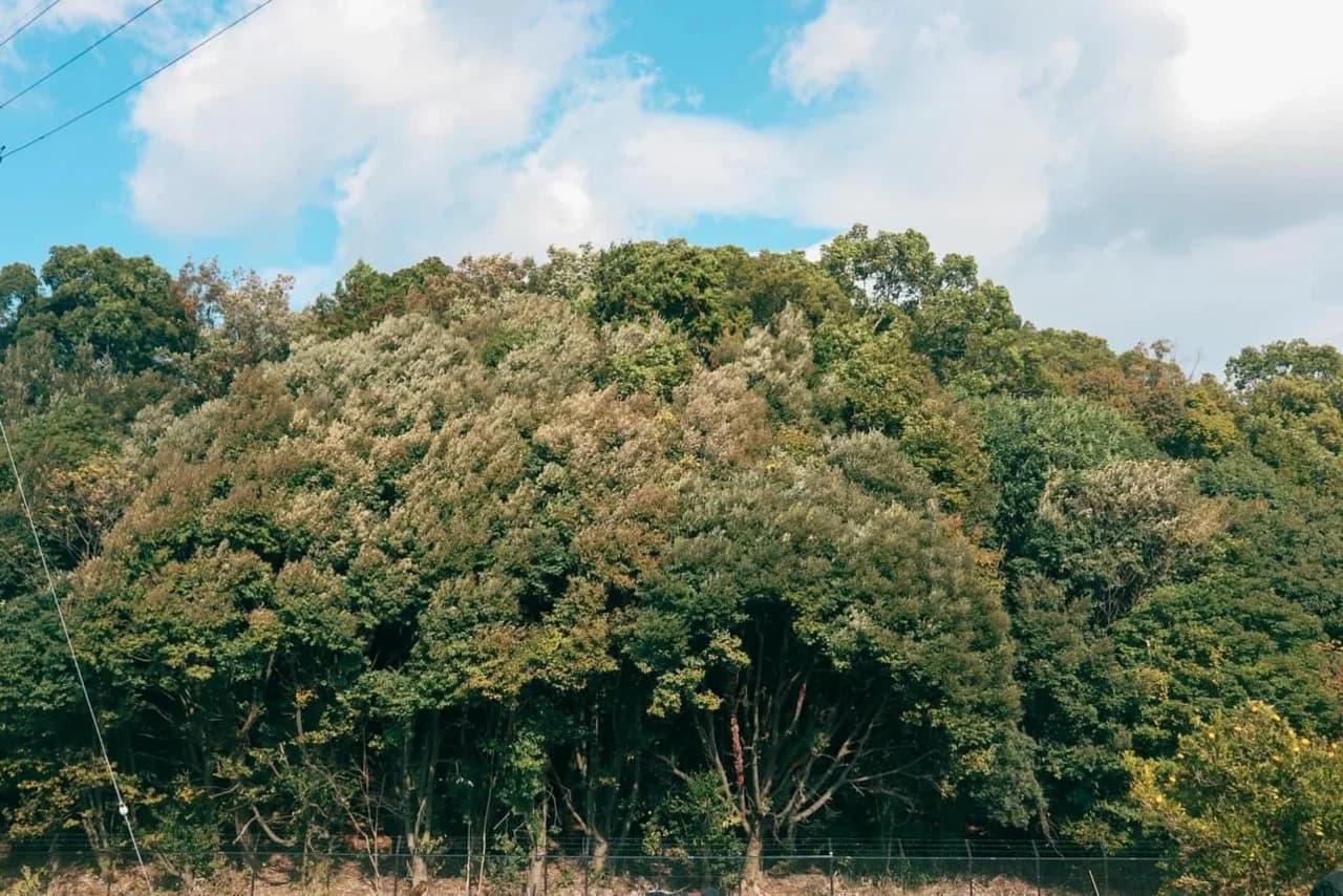 Shin-Kiyama-kofun Tumulus