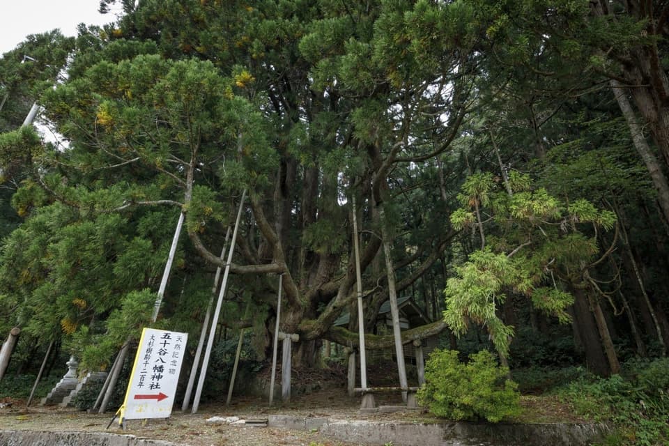 五十谷の大杉