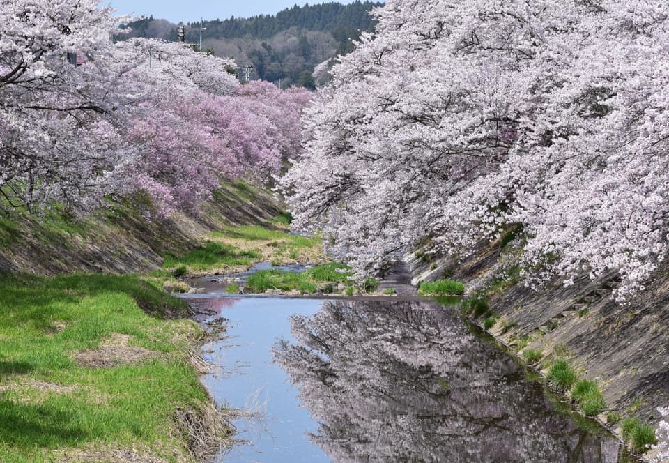 石川町　桜