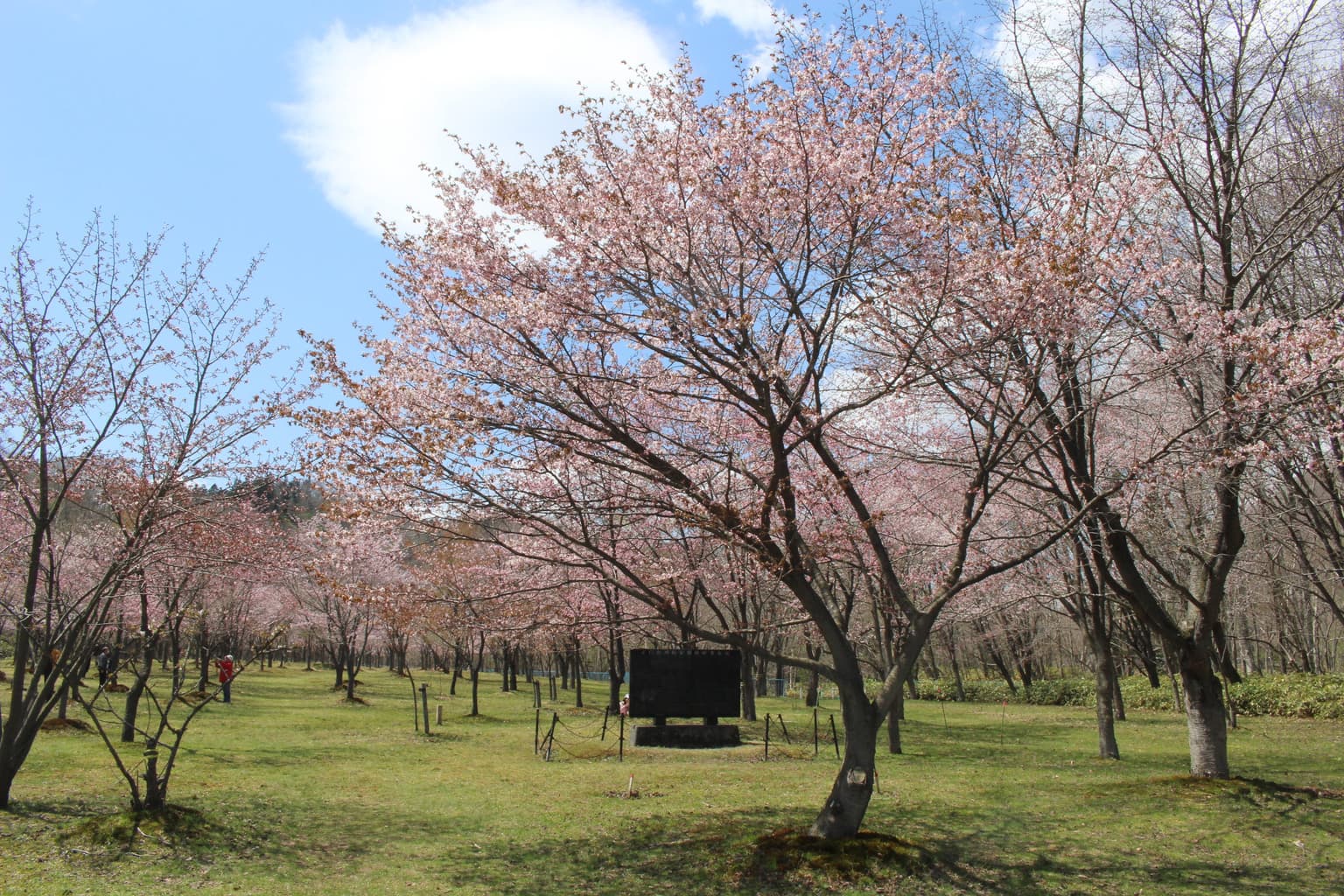 えにわ湖桜公園