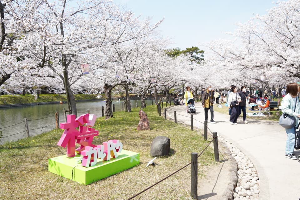 Cherry Blossom Festival (Kijo Park)