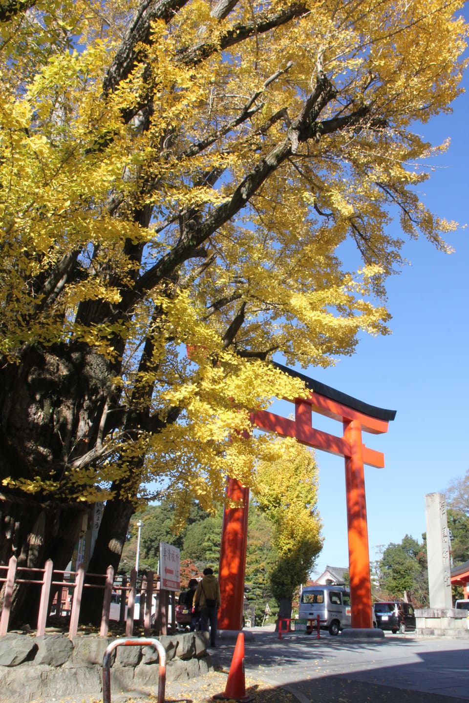 Ginkgo in Shinmei-cho