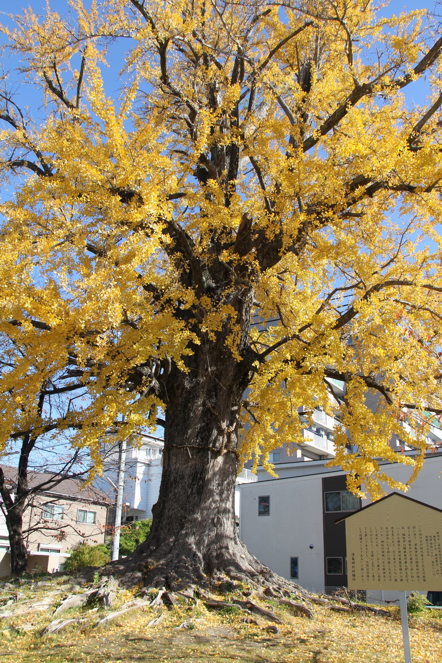 馬場町のイチョウ