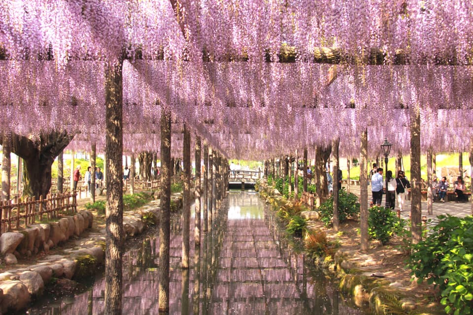 天王川公園の藤