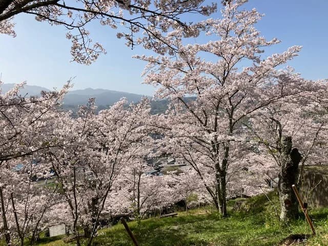橋本市高野口公園桜ウィーク