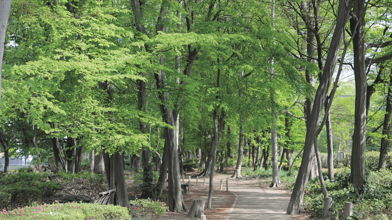 Chuo Green Tract of Land