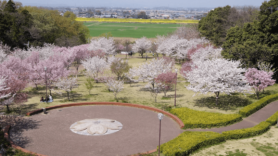 Spring Takao Sakura Park