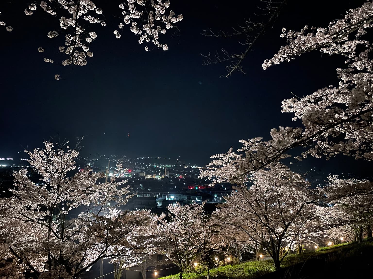 Hashimoto City Koyaguchi Park Sakura Week