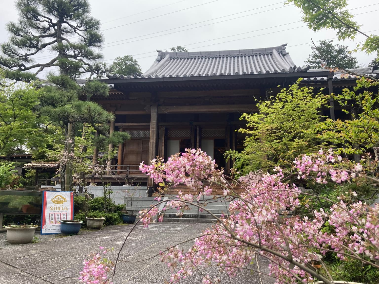 西應寺本堂前　萩