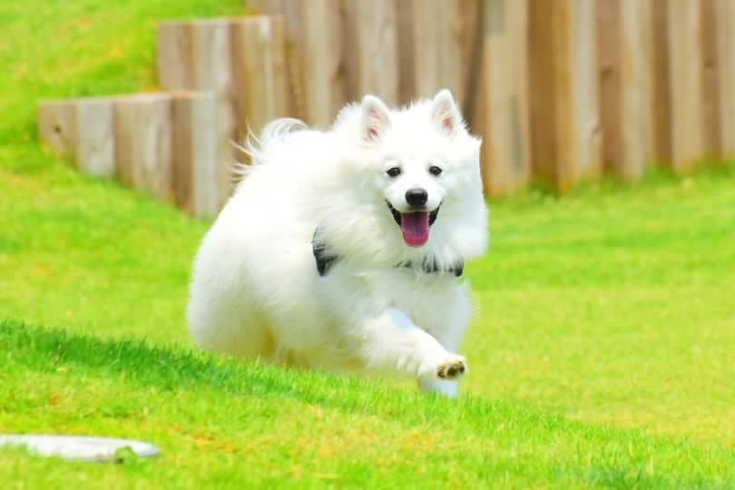 Jumping dog （ドッグラン）