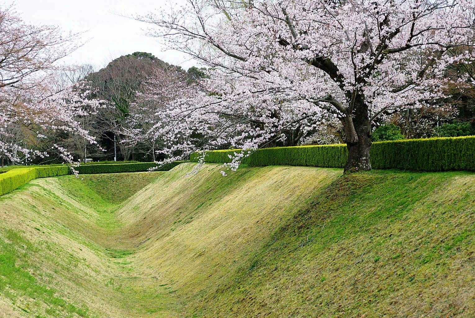Sakura Castle (Aerial Photography)