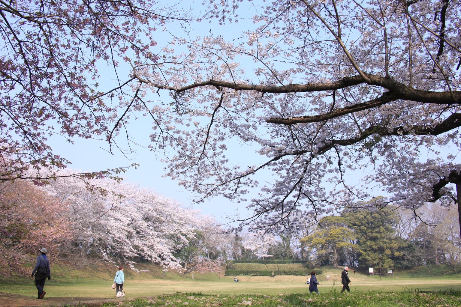 Sakura Castle Park Cherry Blossoms