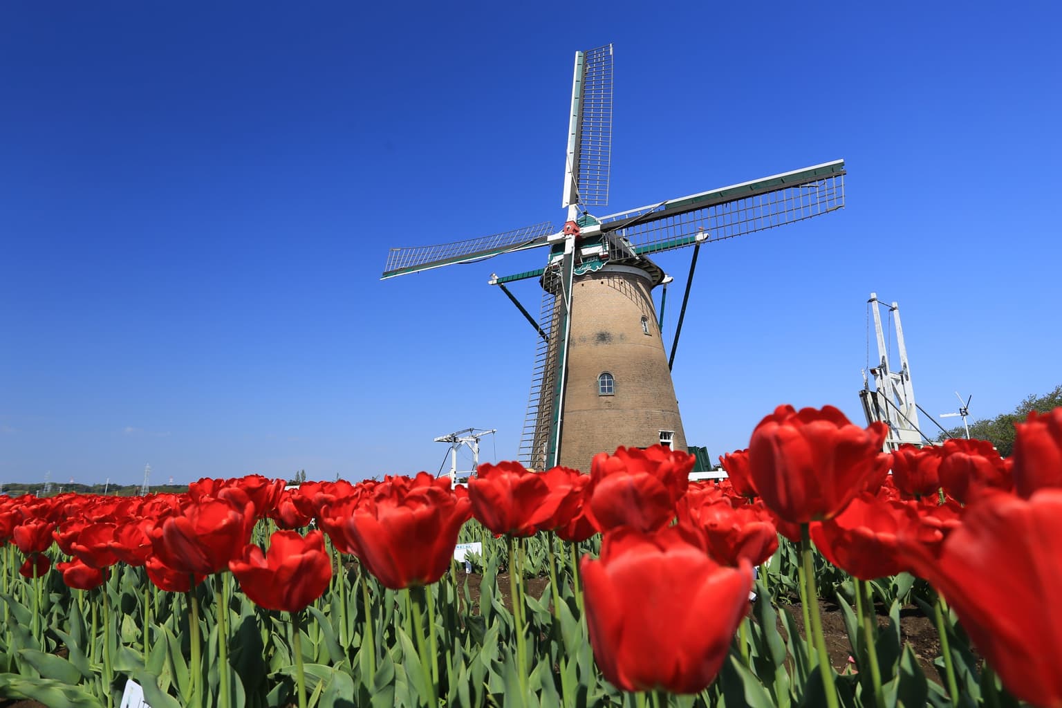 佐倉ふるさと広場（4月）