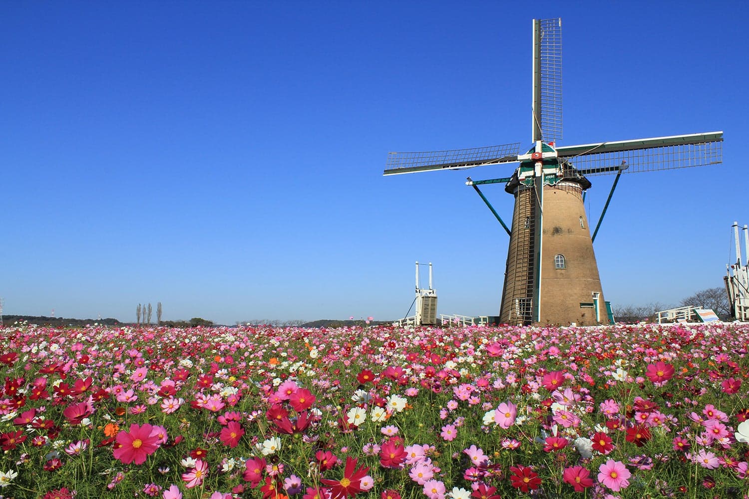 風車とコスモス（10月）
