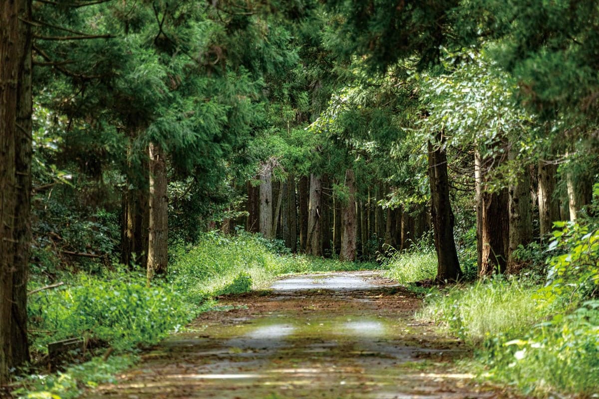 青々とした静かな林や、木漏れ日の差し込む道など、異なる表情を感じられる緑の中のコースは、交通量も少なく、集中して走ることができます