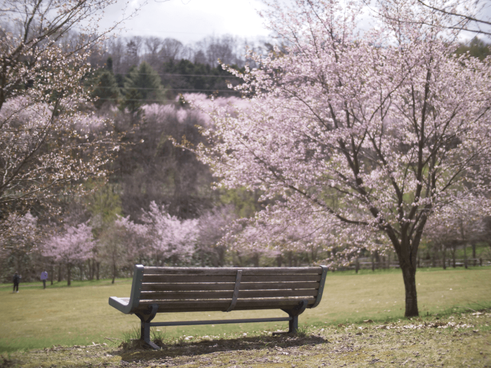 朝日ヶ丘公園の桜