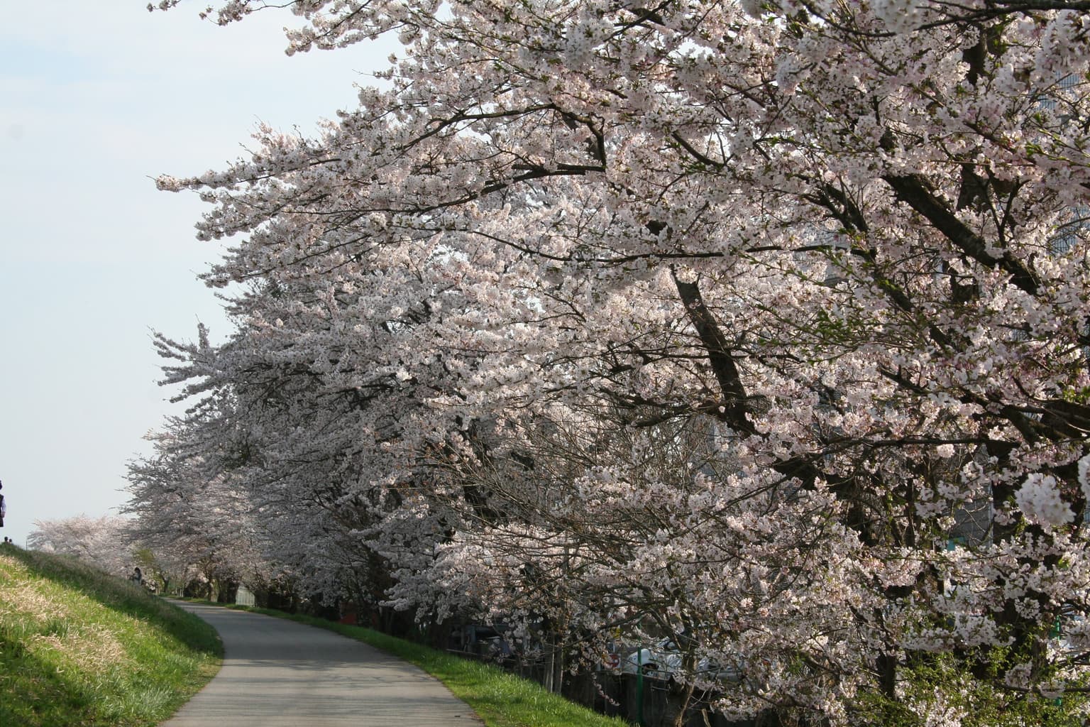 最上川堤防千本桜２