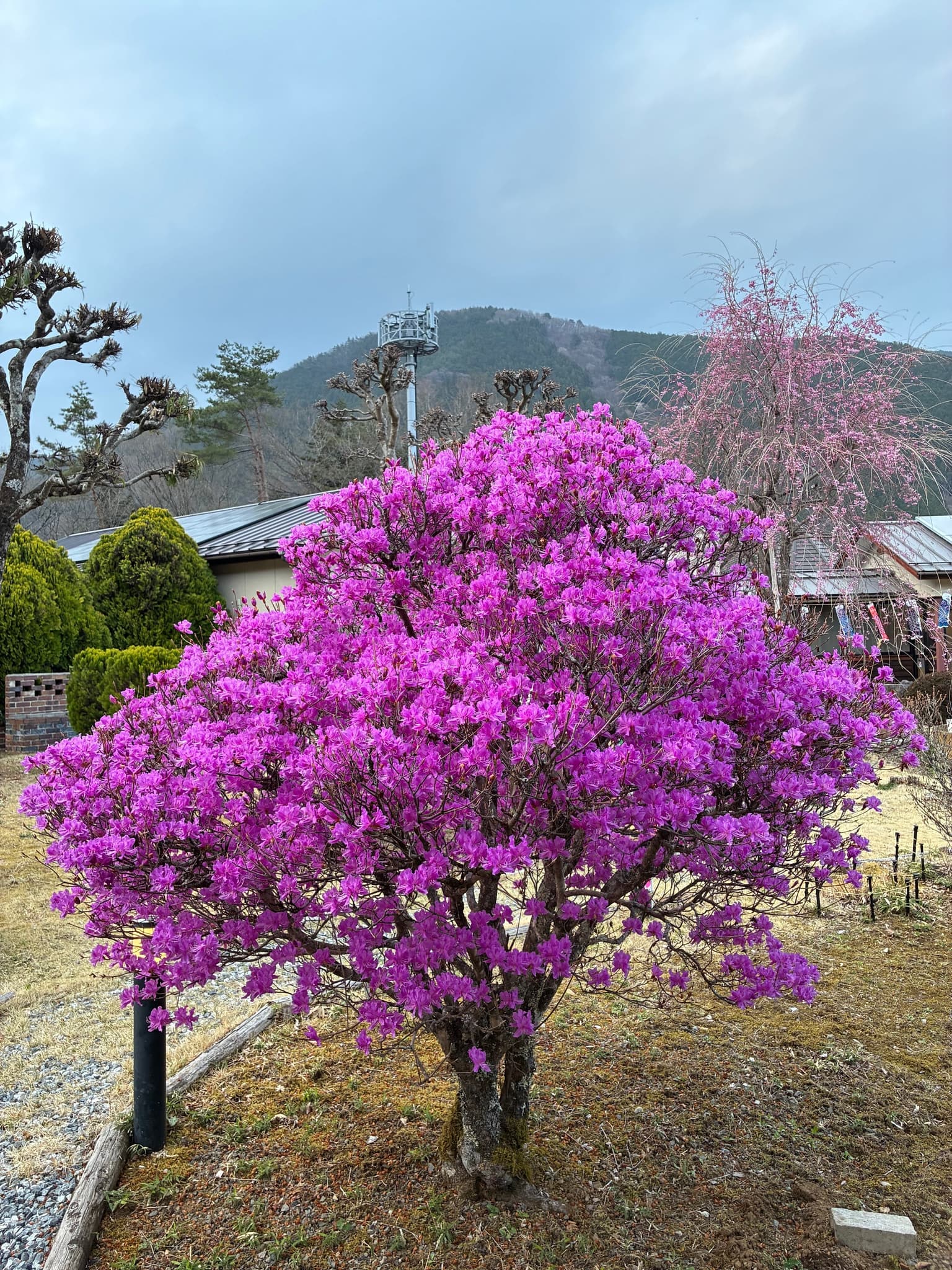 Autumn leaves at the roadside station Kosuge parking lot