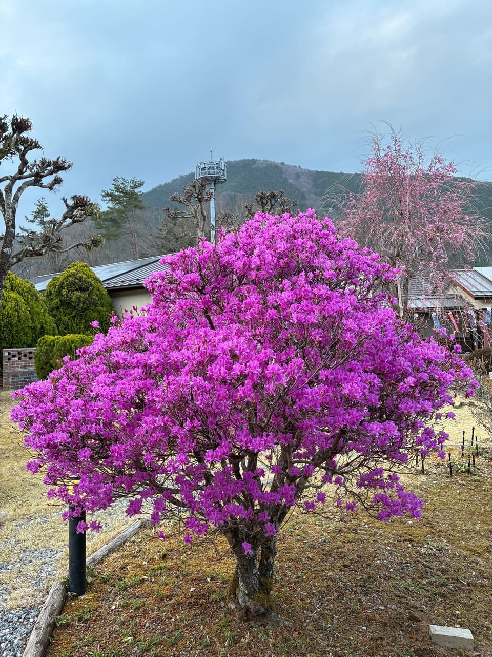Autumn leaves at the roadside station Kosuge parking lot