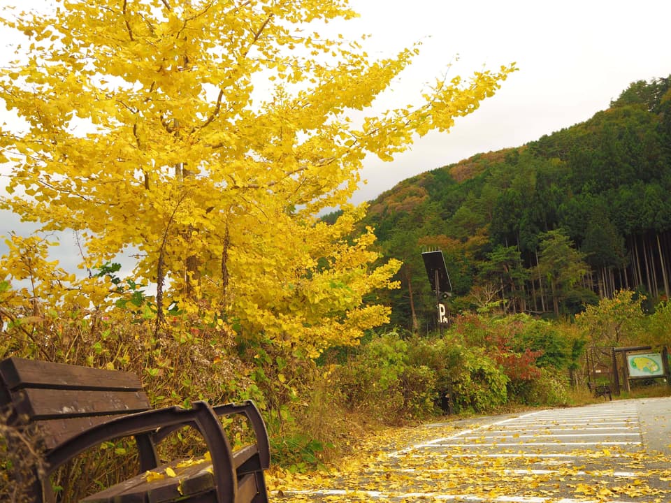道の駅こすげ駐車場の紅葉