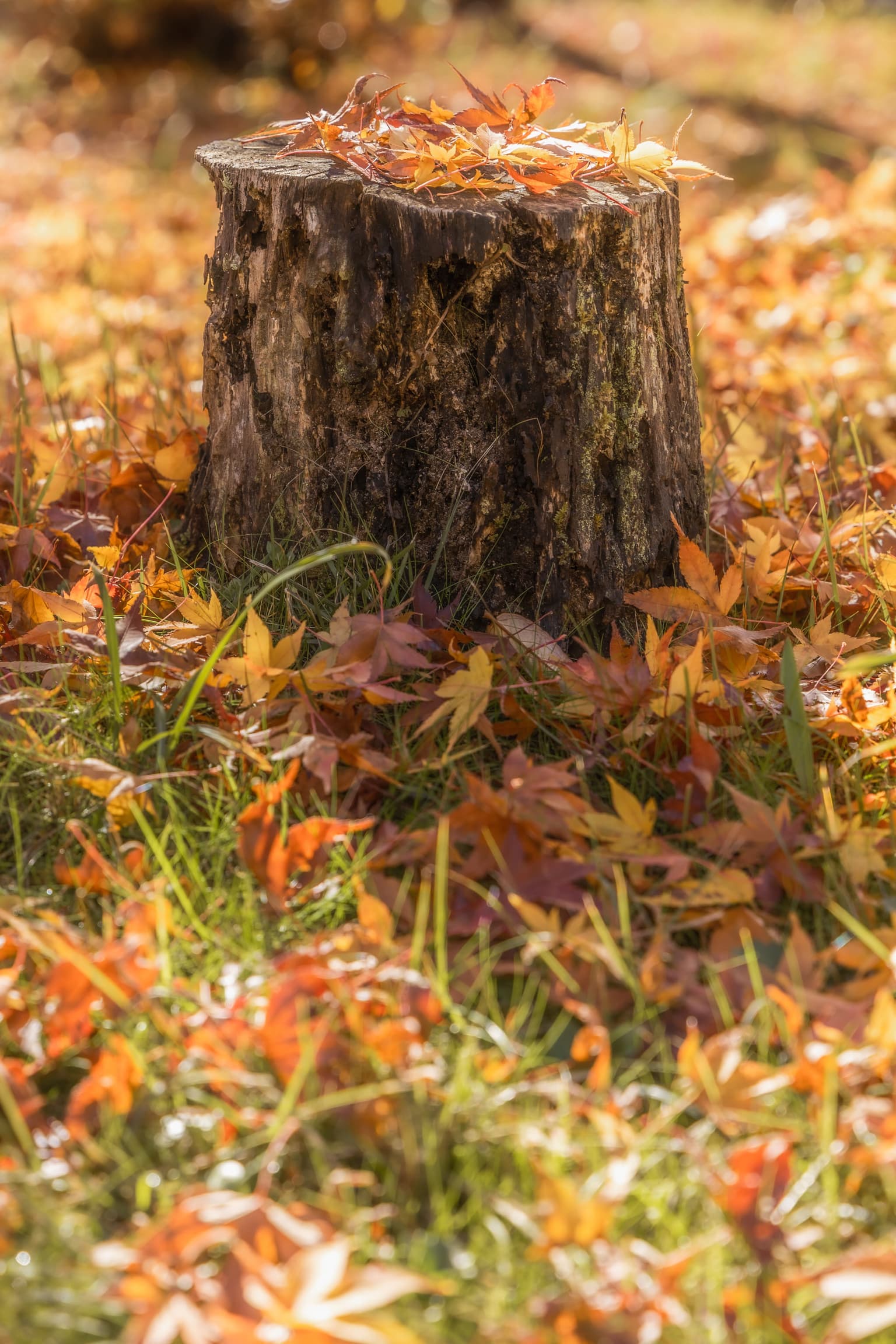 Stumps and autumn leaves