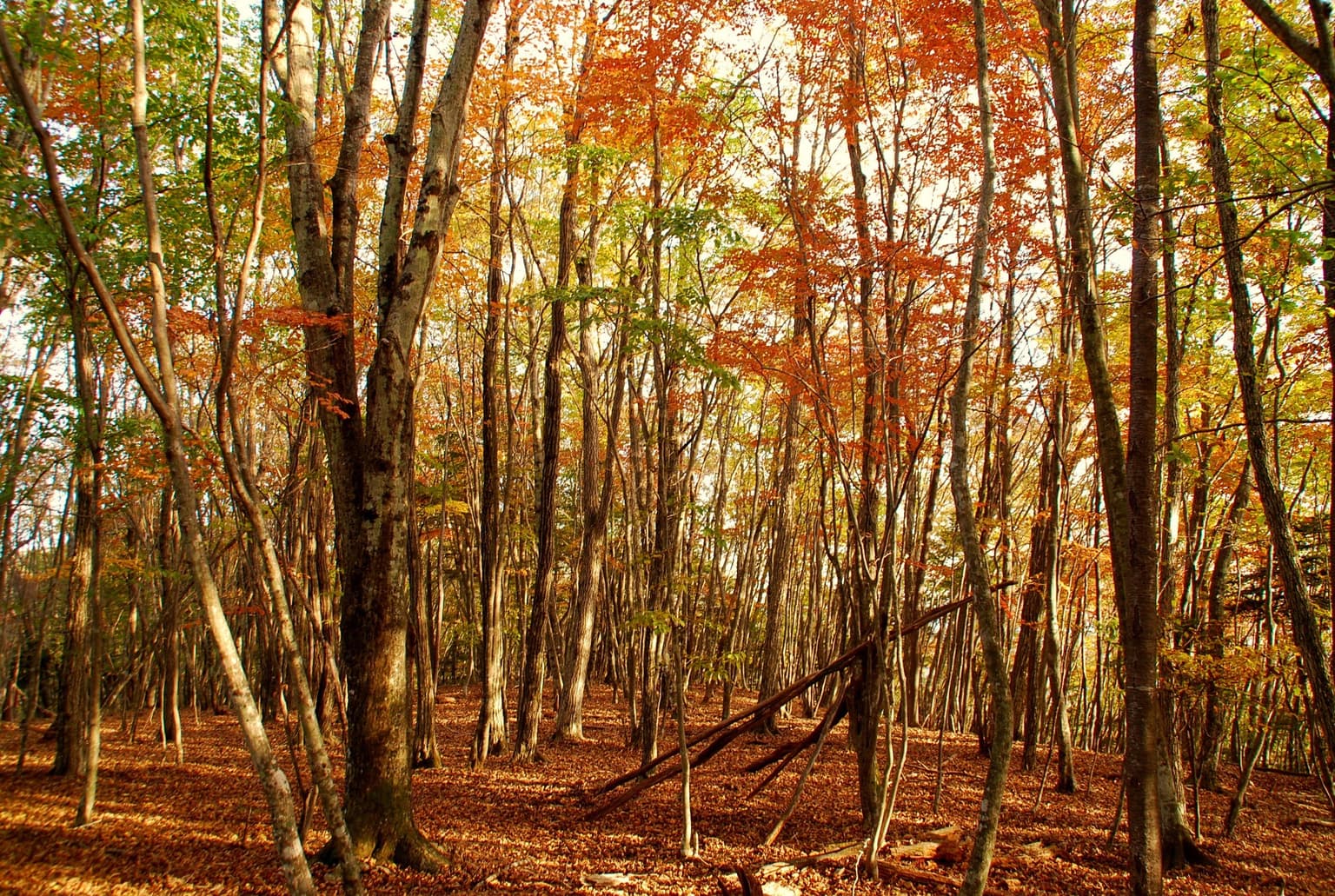 Autumn leaves in the mountains