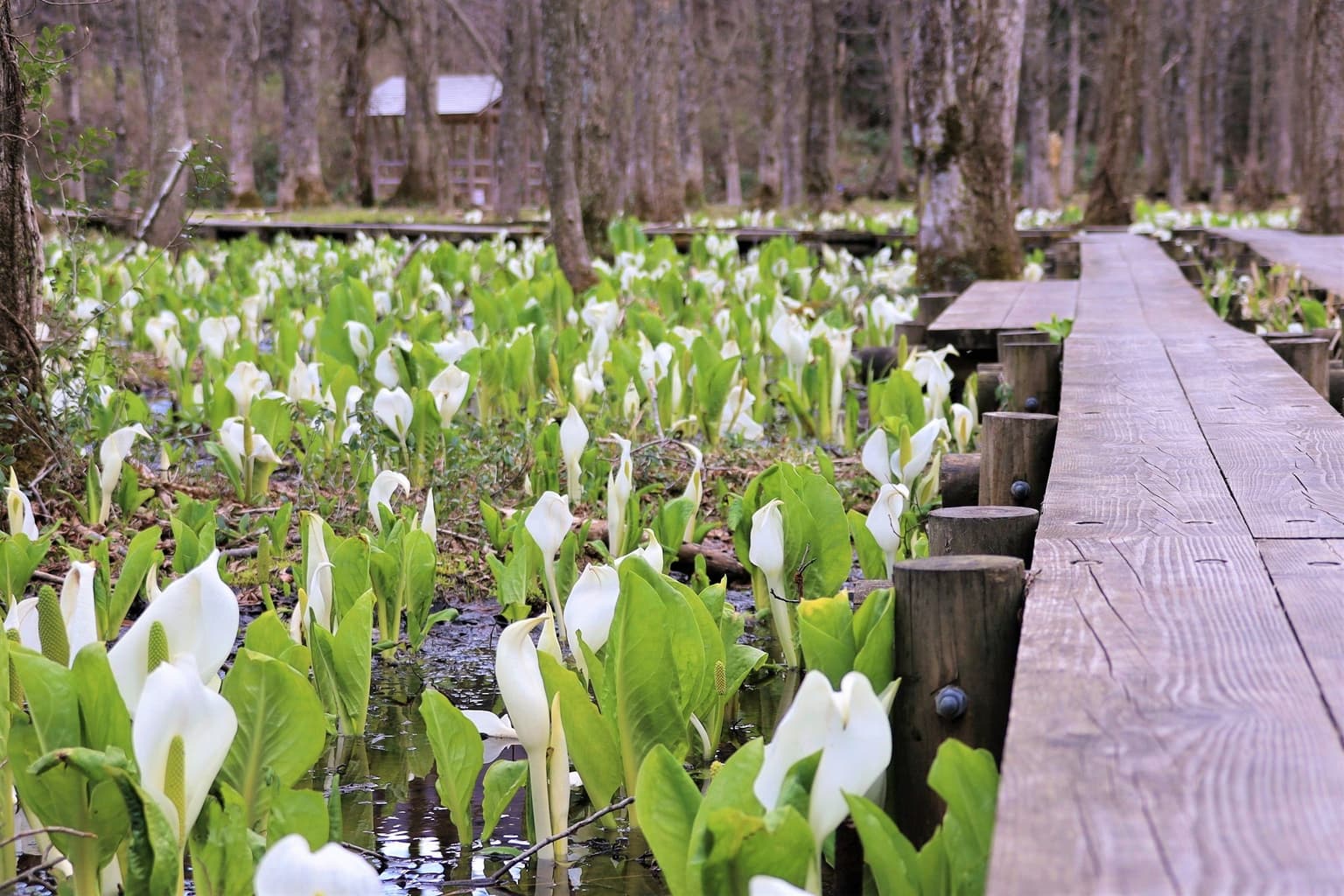 Sashimaki Wetland Mizubasho