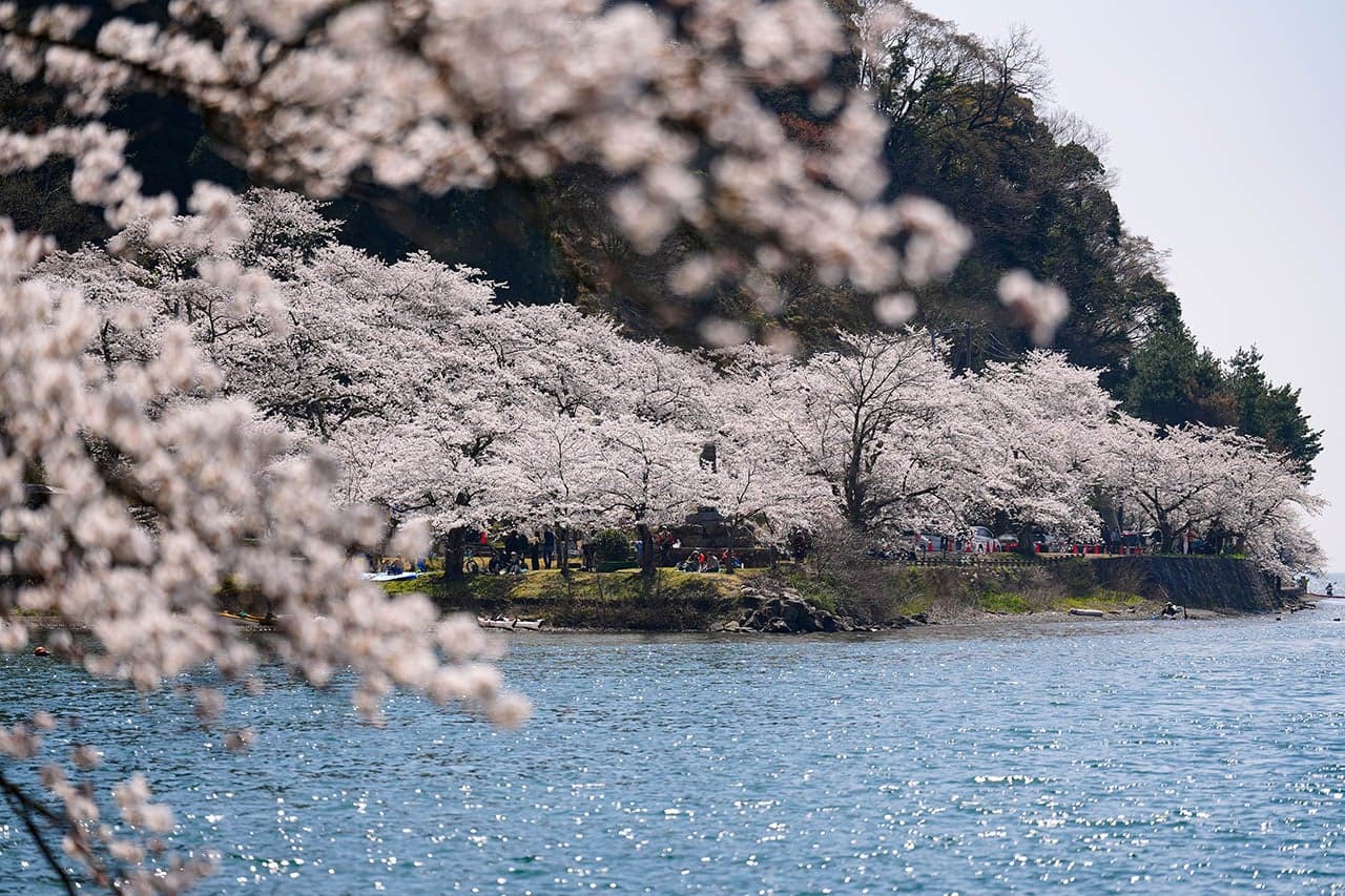 Cherry blossoms in Kaizu-Osaki