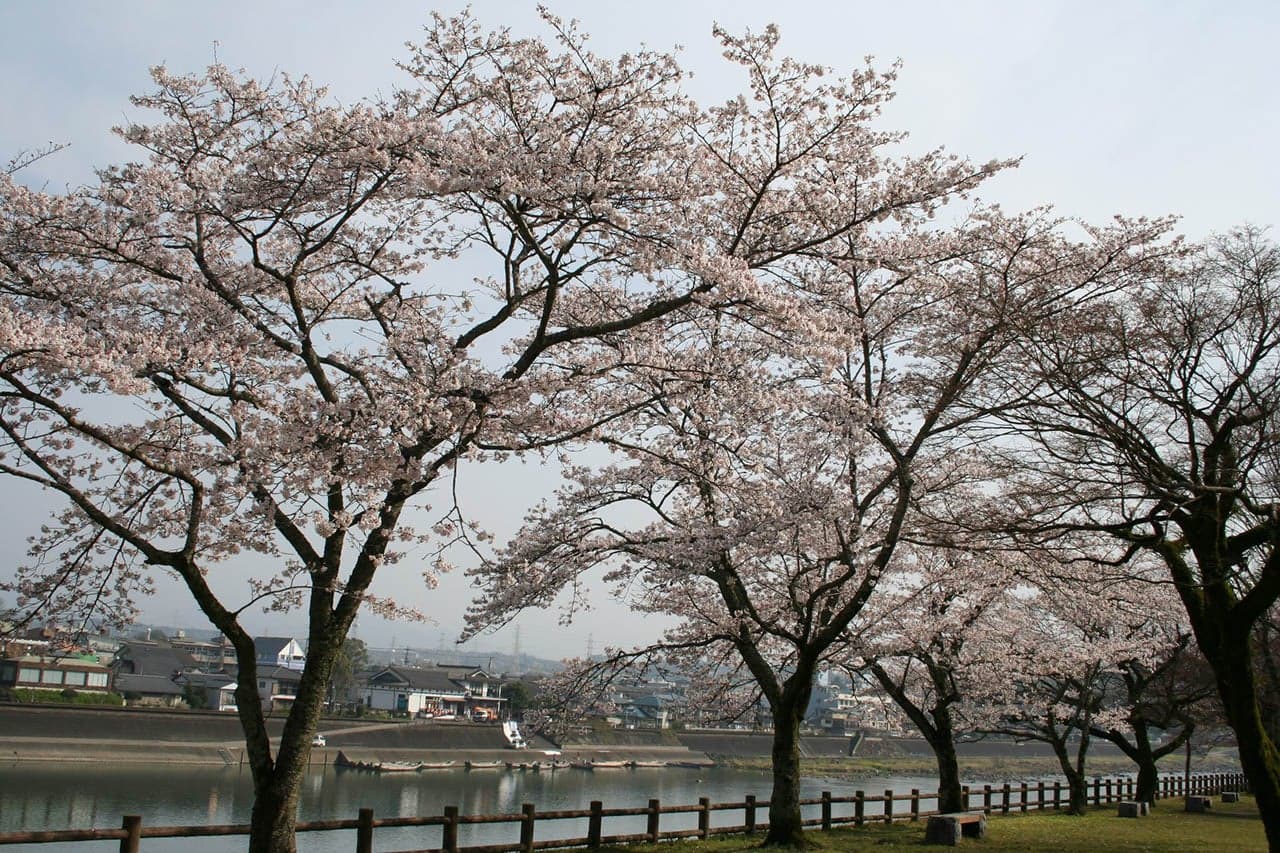 Cherry blossoms at Hitoyoshi Castle Ruins