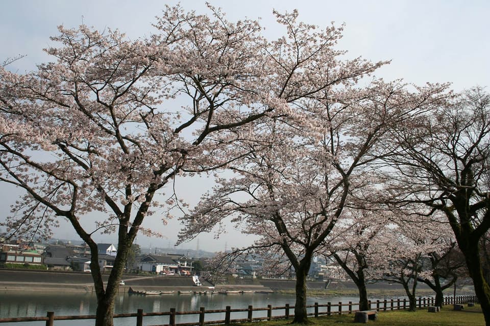 Cherry blossoms at Hitoyoshi Castle Ruins