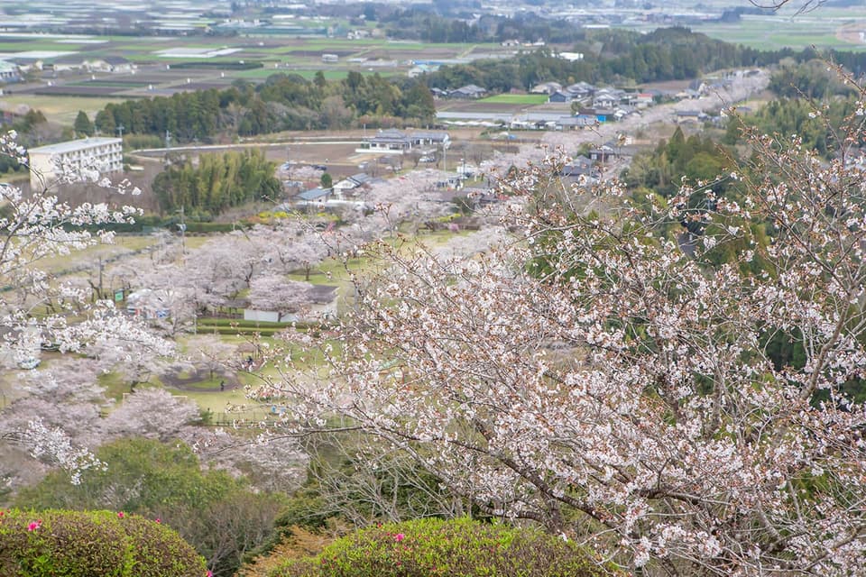 Cherry blossoms at Mochioka Park