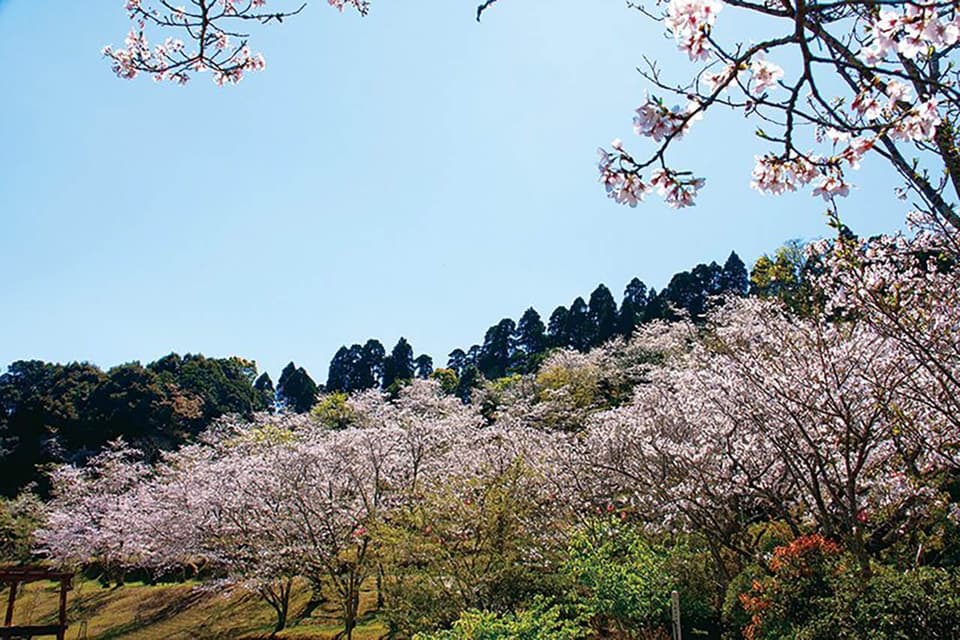 Cherry blossoms at Takekoen