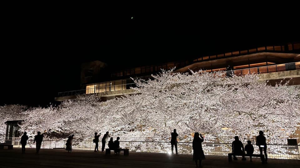 能代市役所　さくら庭の桜