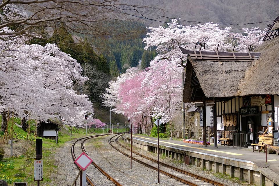 湯野上温泉駅の桜