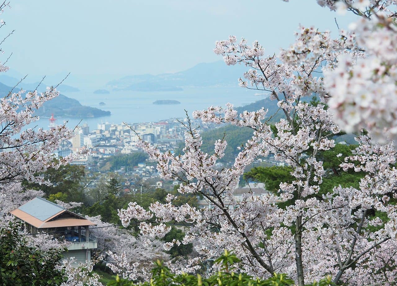 Cherry blossoms at Senko-ji Park