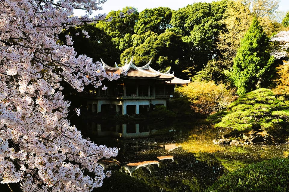 Cherry blossoms at Shinjuku Gyoen
