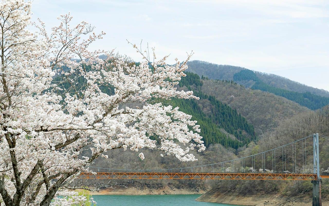 九頭竜万本さくら