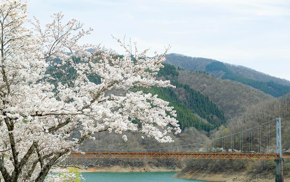 Cherry blossoms of the Kuzuryu Dam