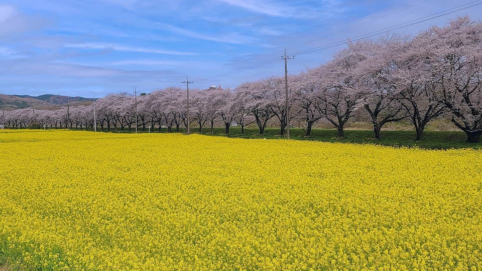 Miyakugawa Sakuratsumi