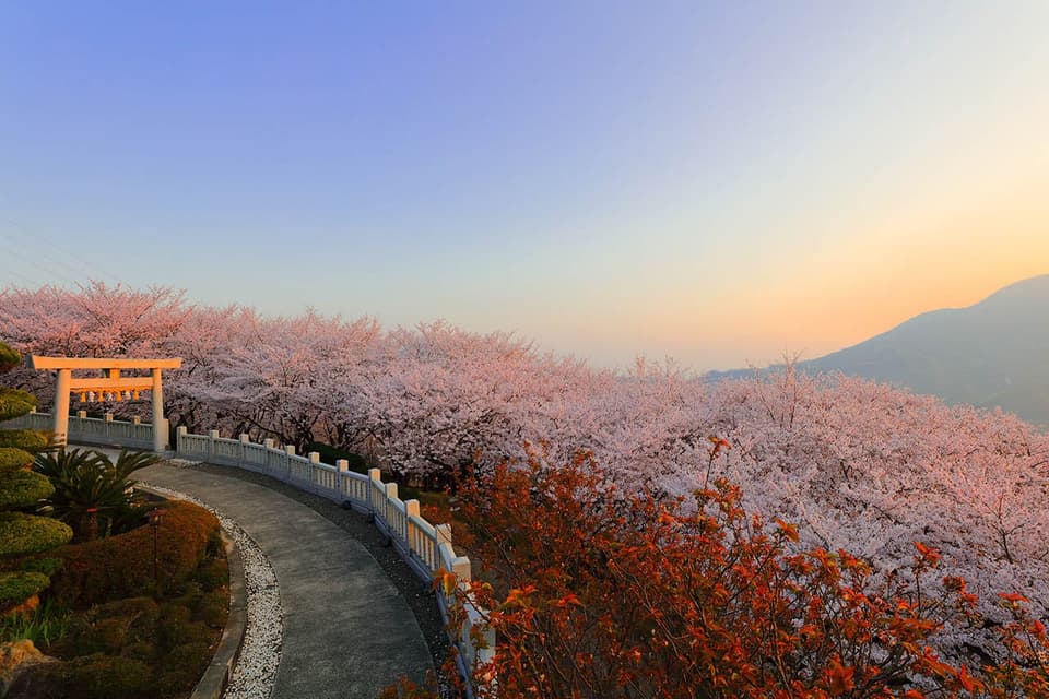 Cherry blossoms at Asahiyama Forest Park