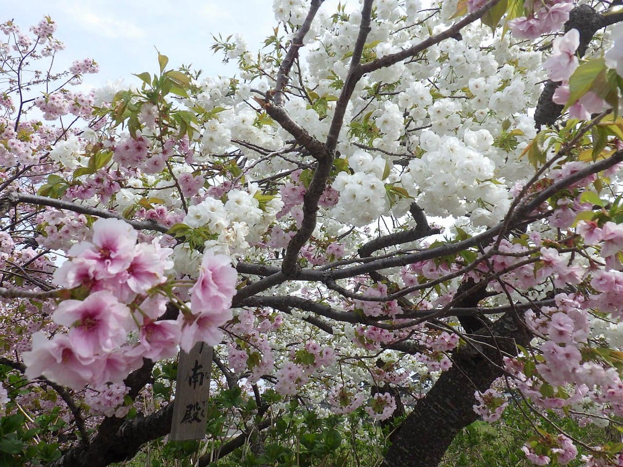 松前公園の桜
