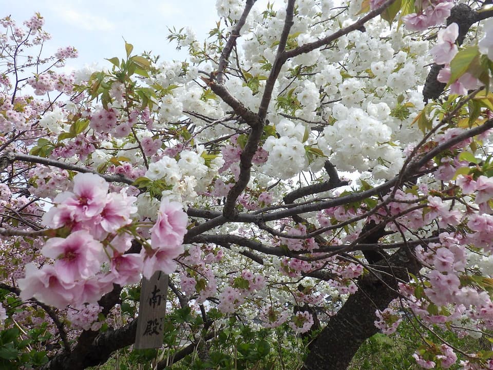 松前公園の桜