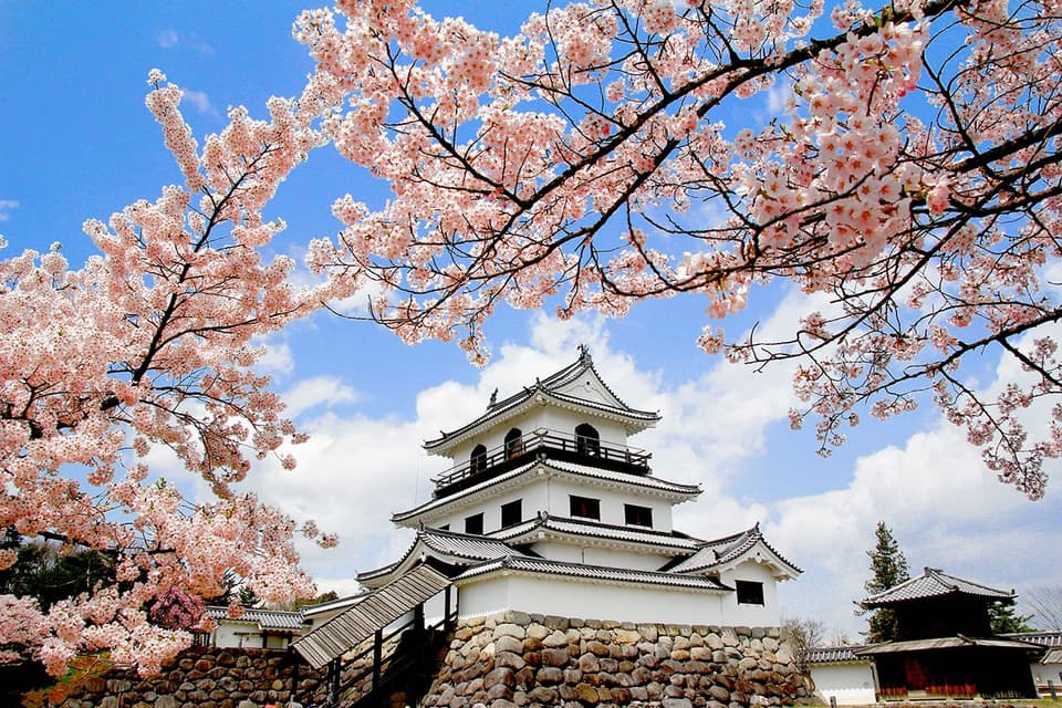 白石城本丸広場の桜