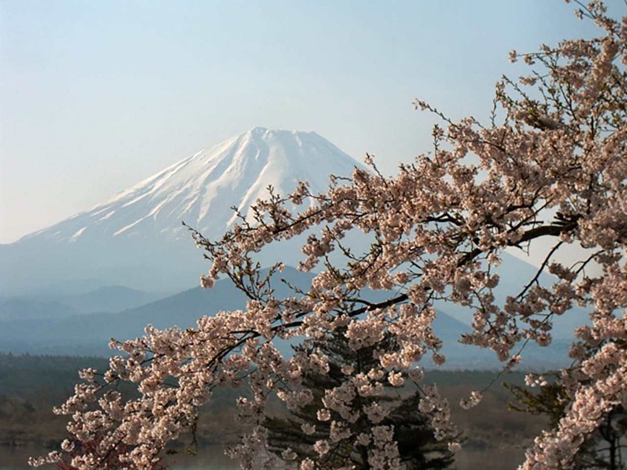精進湖畔の桜