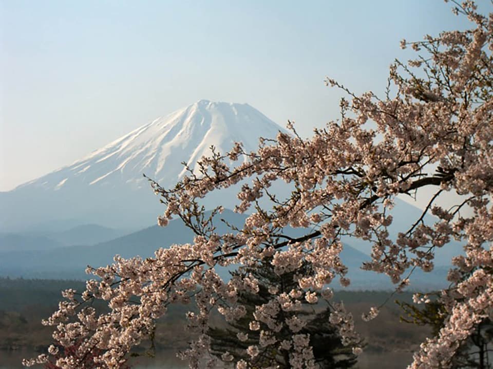 精進湖畔の桜