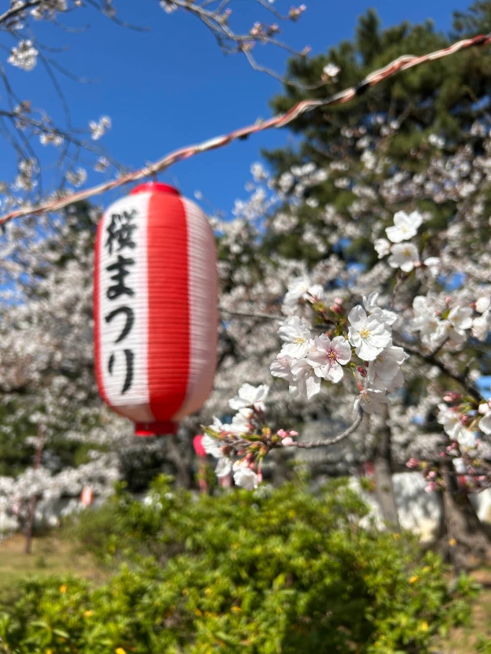 和歌山城公園の桜