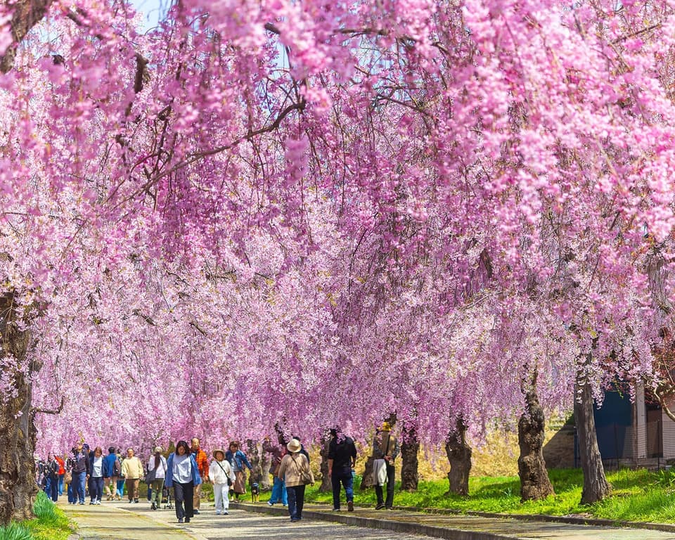 日中線しだれ桜並木