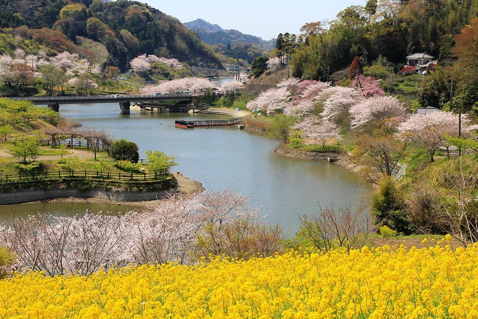 Sakura at Sakuma Dam Park