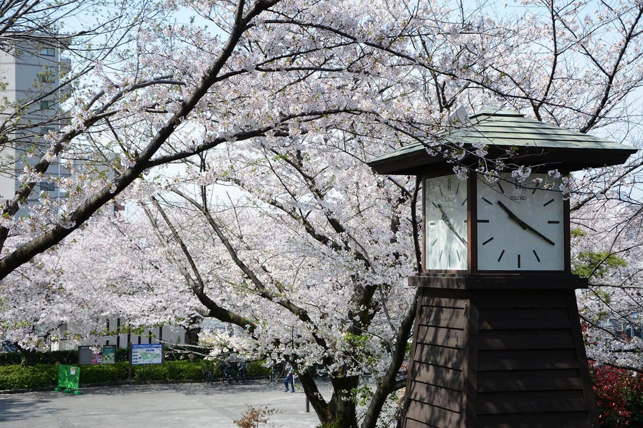 Cherry blossoms at Asukayama Park