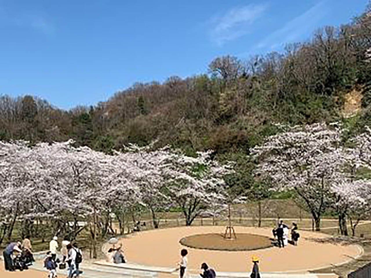 卯辰山公園の桜
